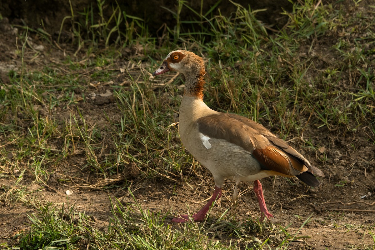 Egyptian Goose - ML615675750