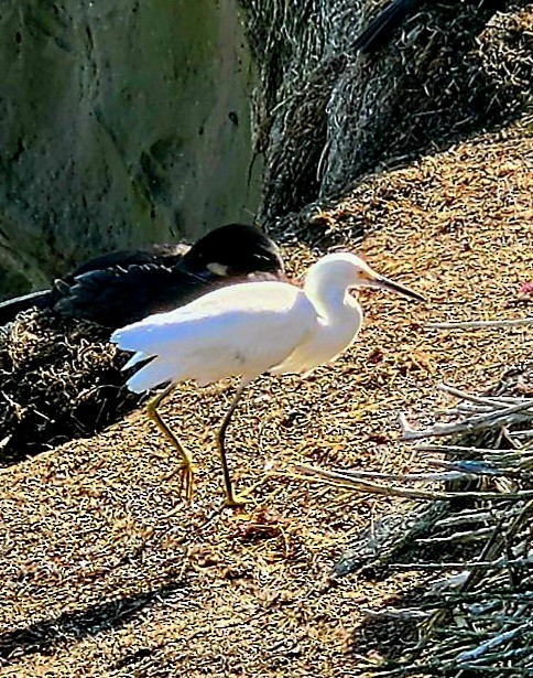 Snowy Egret - ML615675751