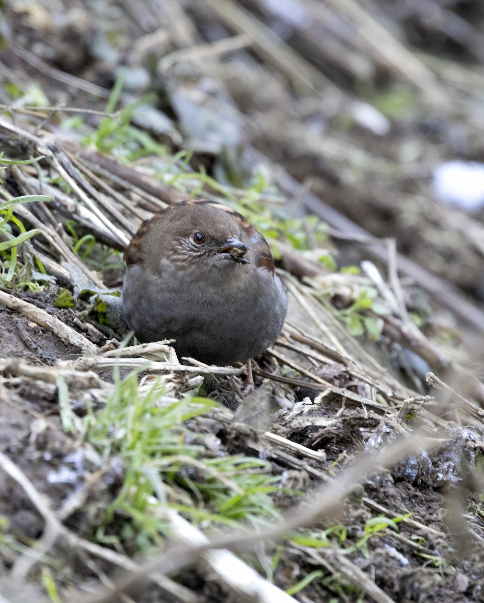 Japanese Accentor - Peter Candido