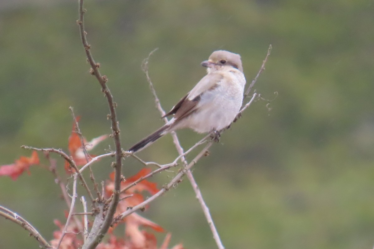 Northern Shrike - ML615675788