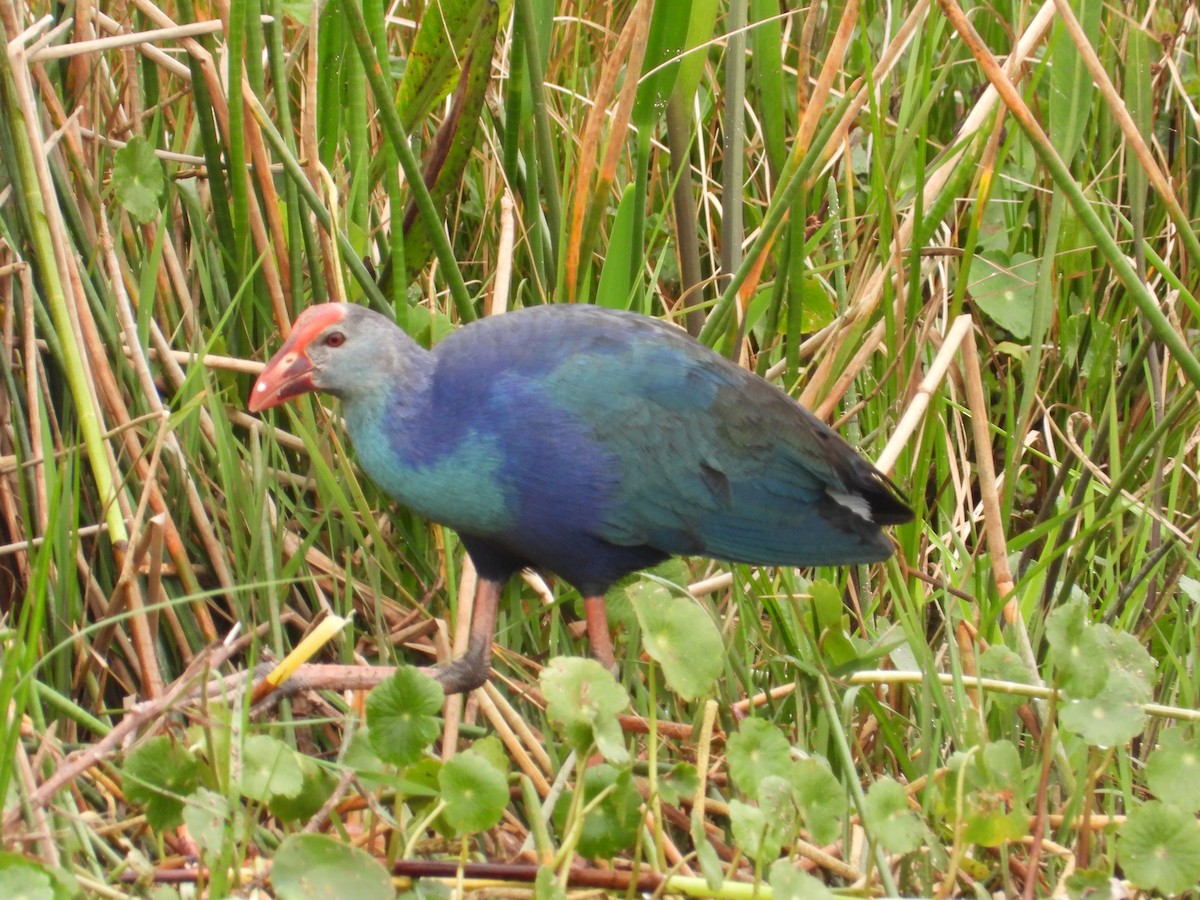 Gray-headed Swamphen - ML615675800