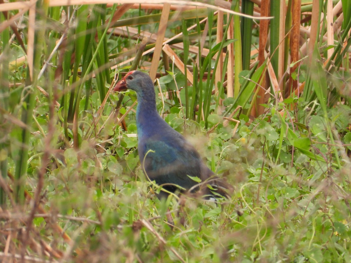 Gray-headed Swamphen - ML615675801