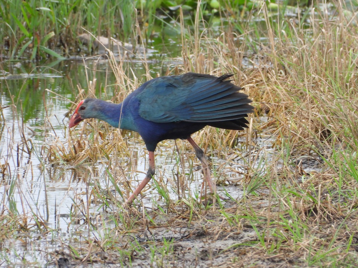 Gray-headed Swamphen - ML615675802