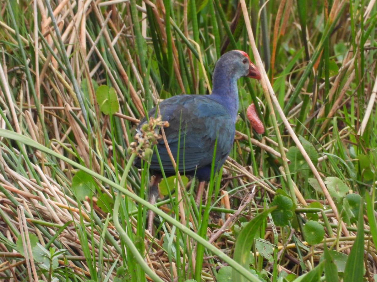 Gray-headed Swamphen - ML615675803