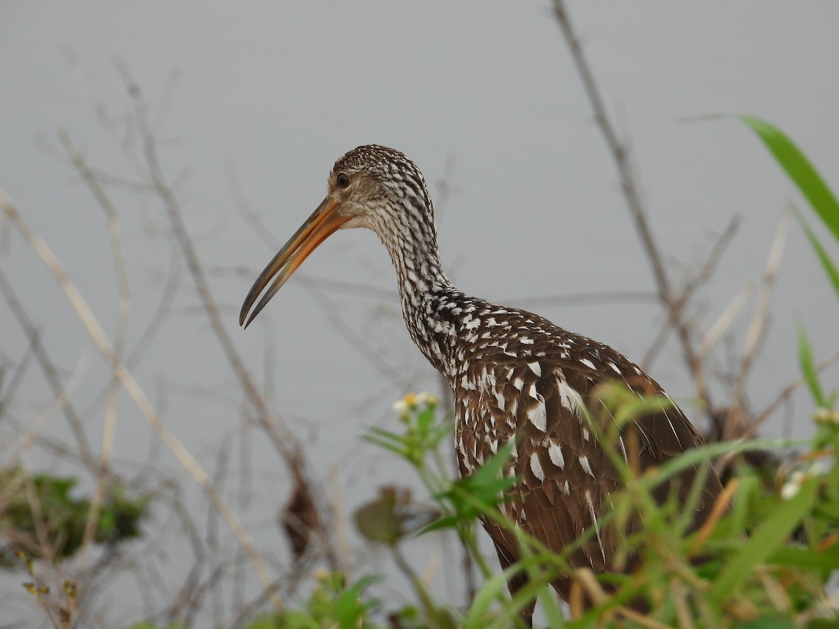 Limpkin - ML615675807