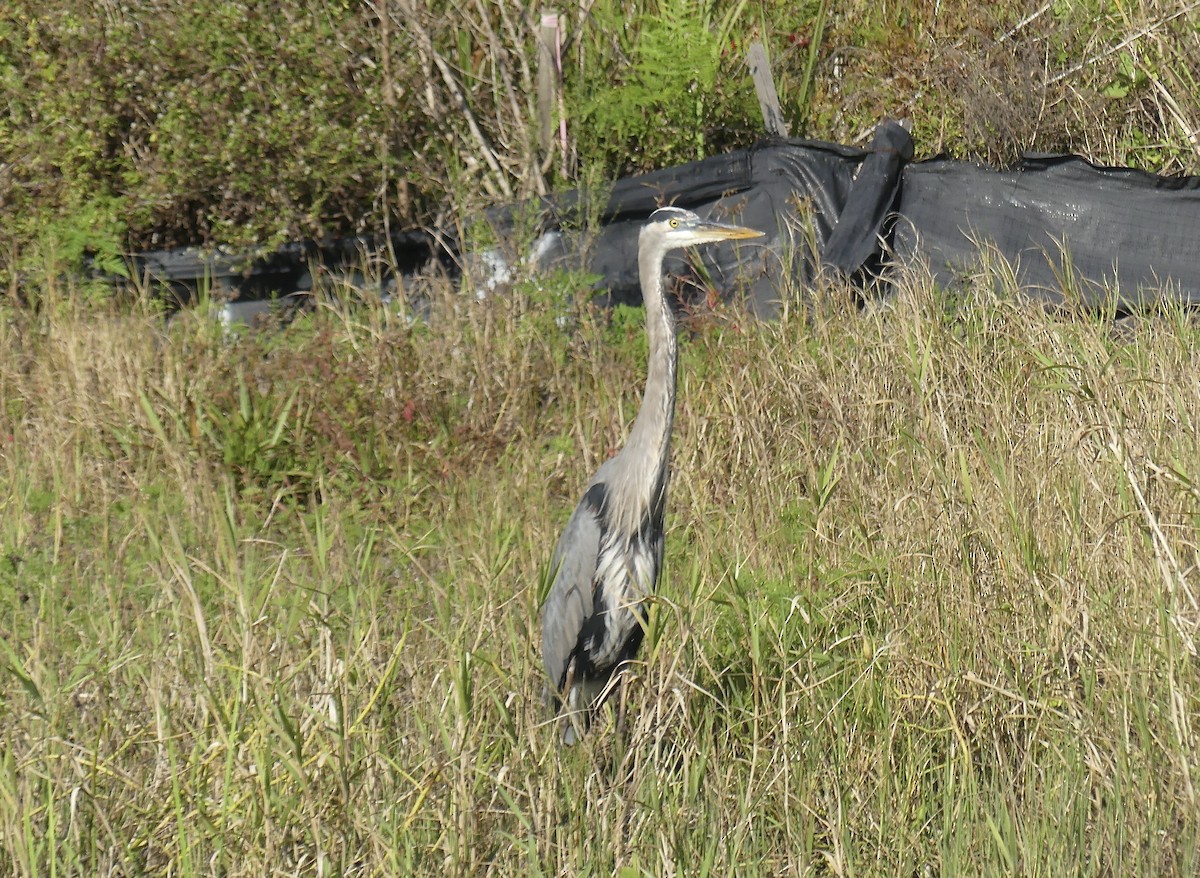 Great Blue Heron - ML615675846