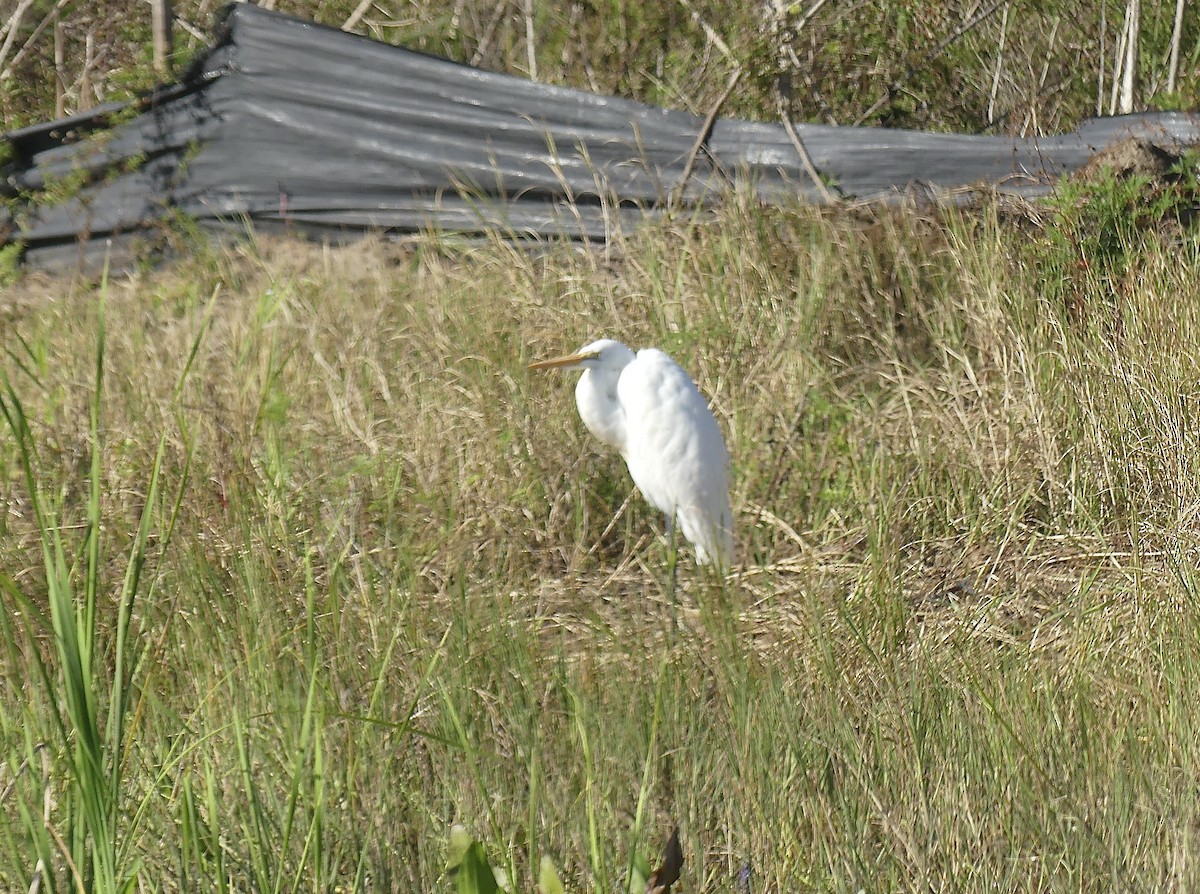 Great Egret - ML615675848