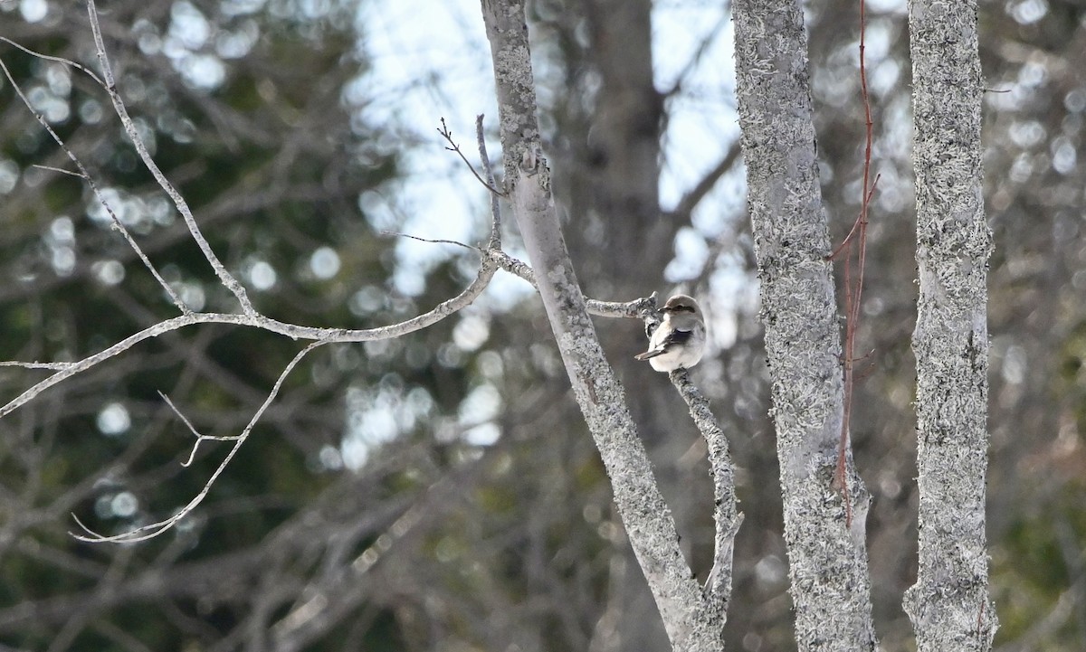 Boreal Örümcekkuşu - ML615675850