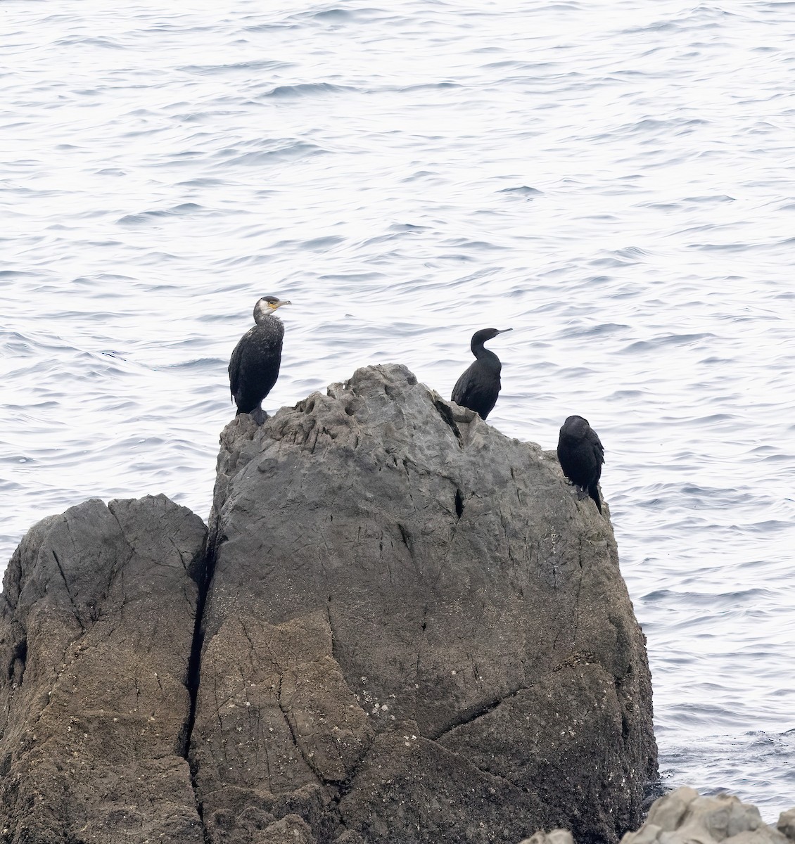 Cormoran de Temminck - ML615675873