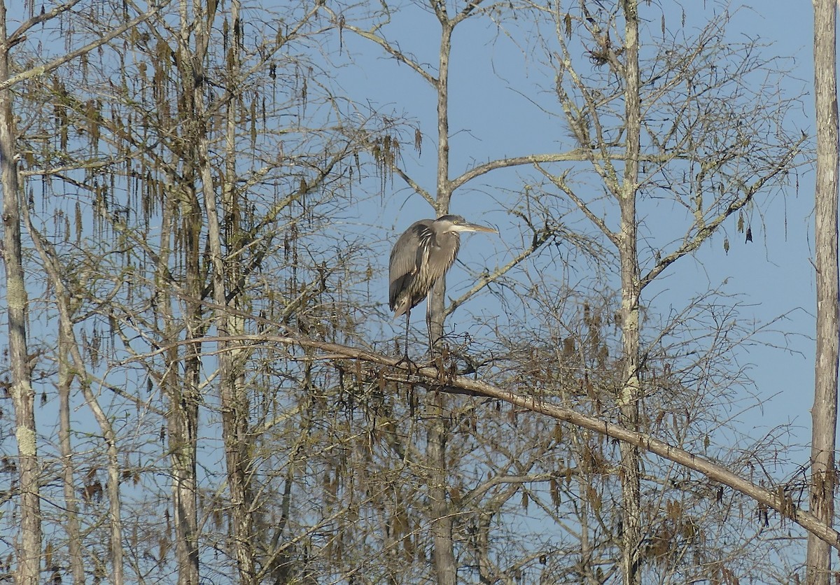 Great Blue Heron - ML615675876