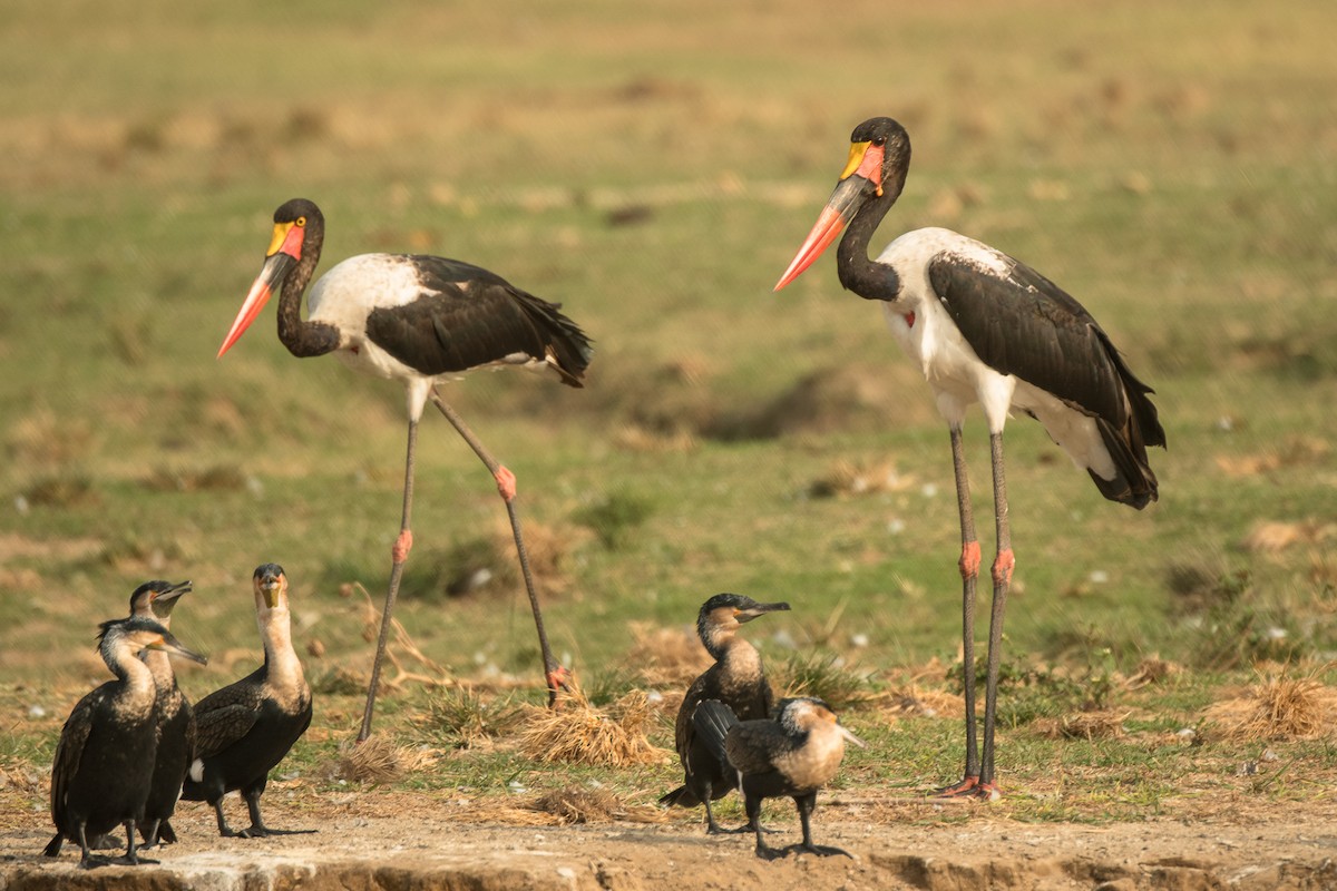 Saddle-billed Stork - ML615675882