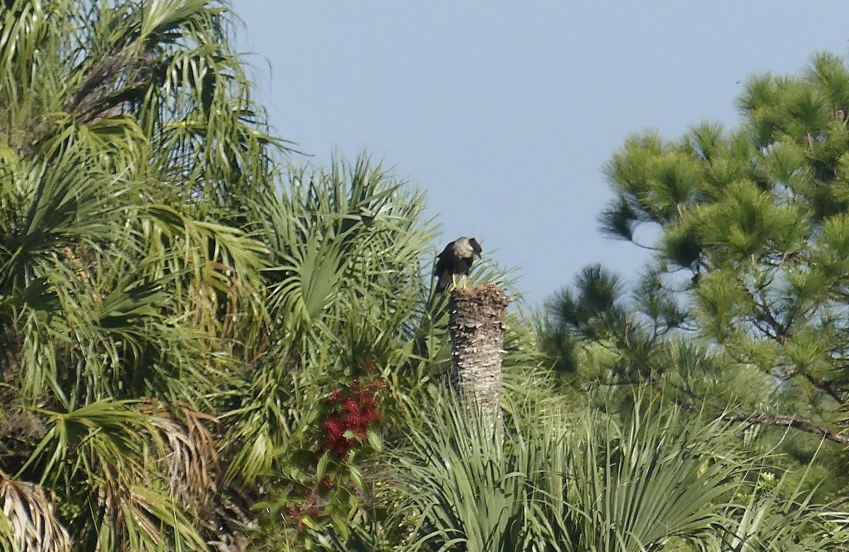 Crested Caracara - ML615675893