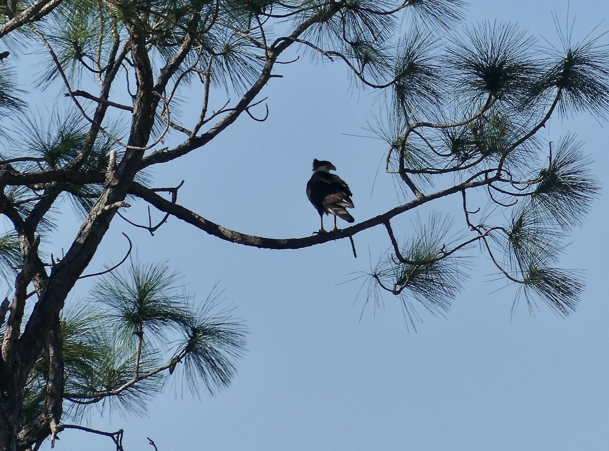 Caracara huppé - ML615675897