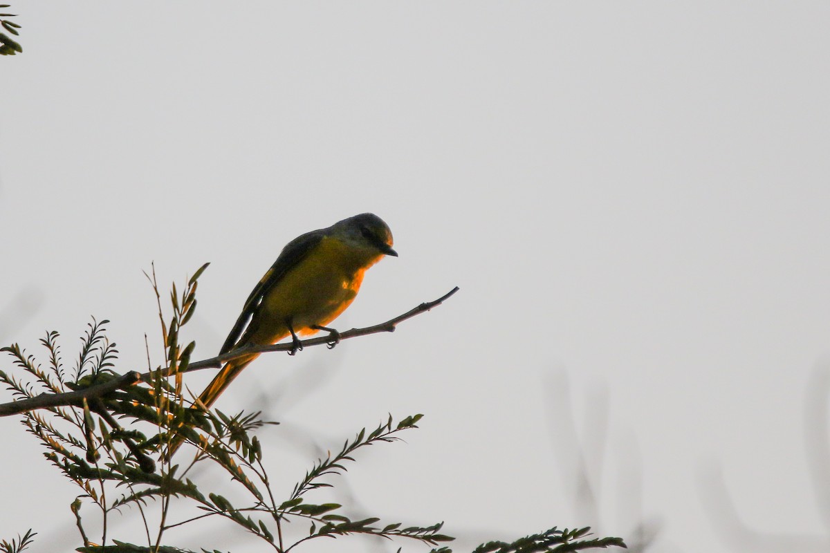 Long-tailed Minivet - LALIT MOHAN BANSAL