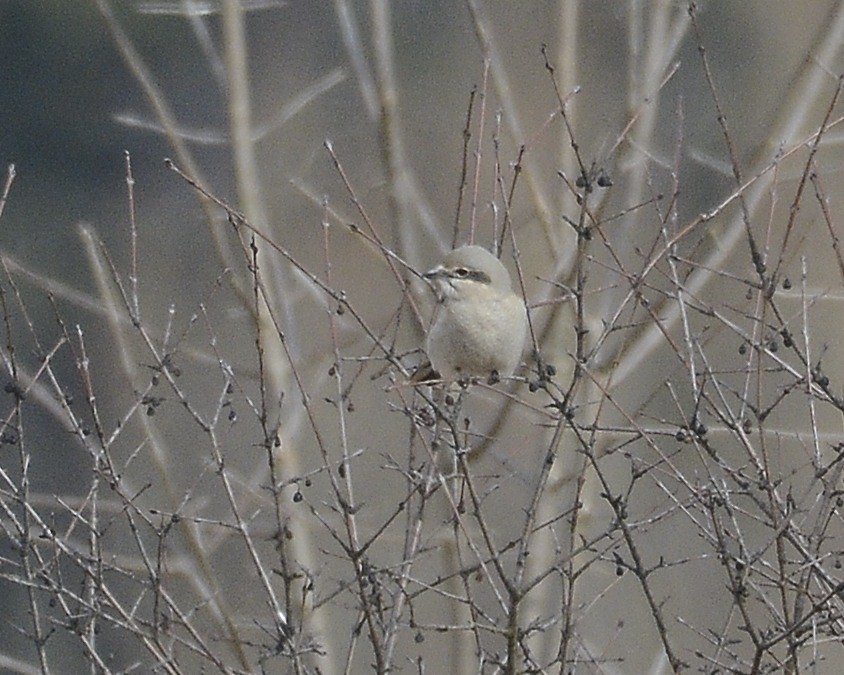 Northern Shrike - ML615675968