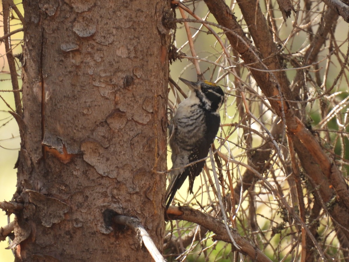 American Three-toed Woodpecker - ML615676004