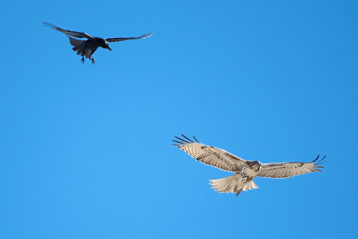 Red-tailed Hawk - Nate Gowan