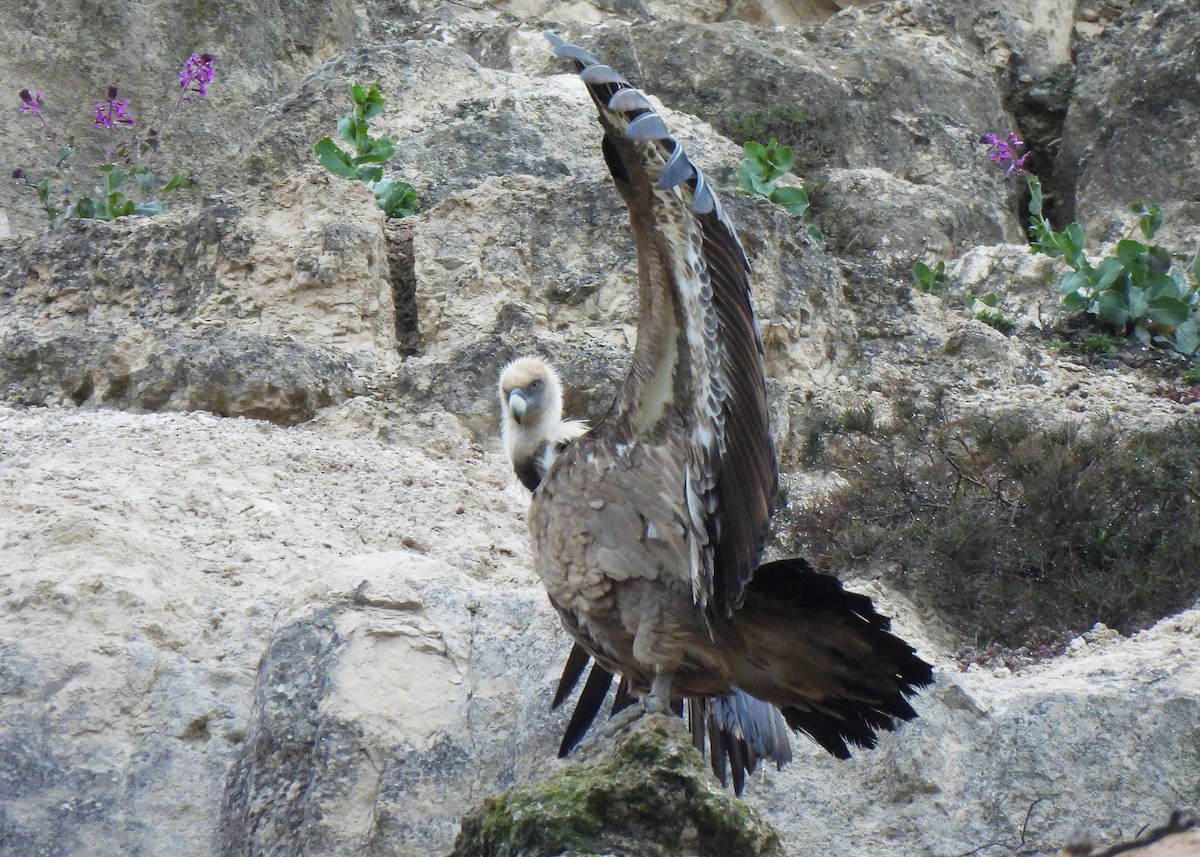 Eurasian Griffon - Alberto Laiz