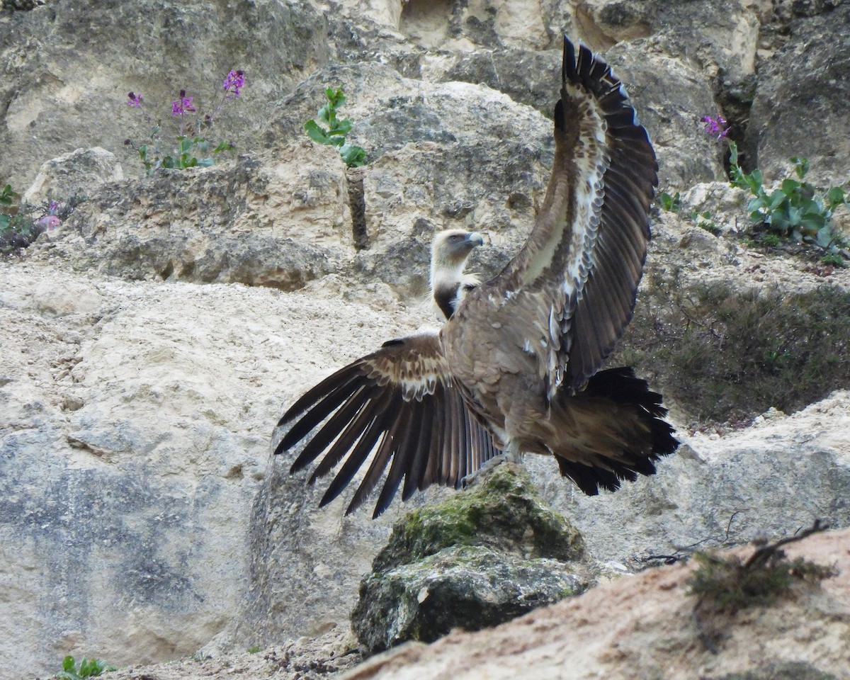 Eurasian Griffon - Alberto Laiz