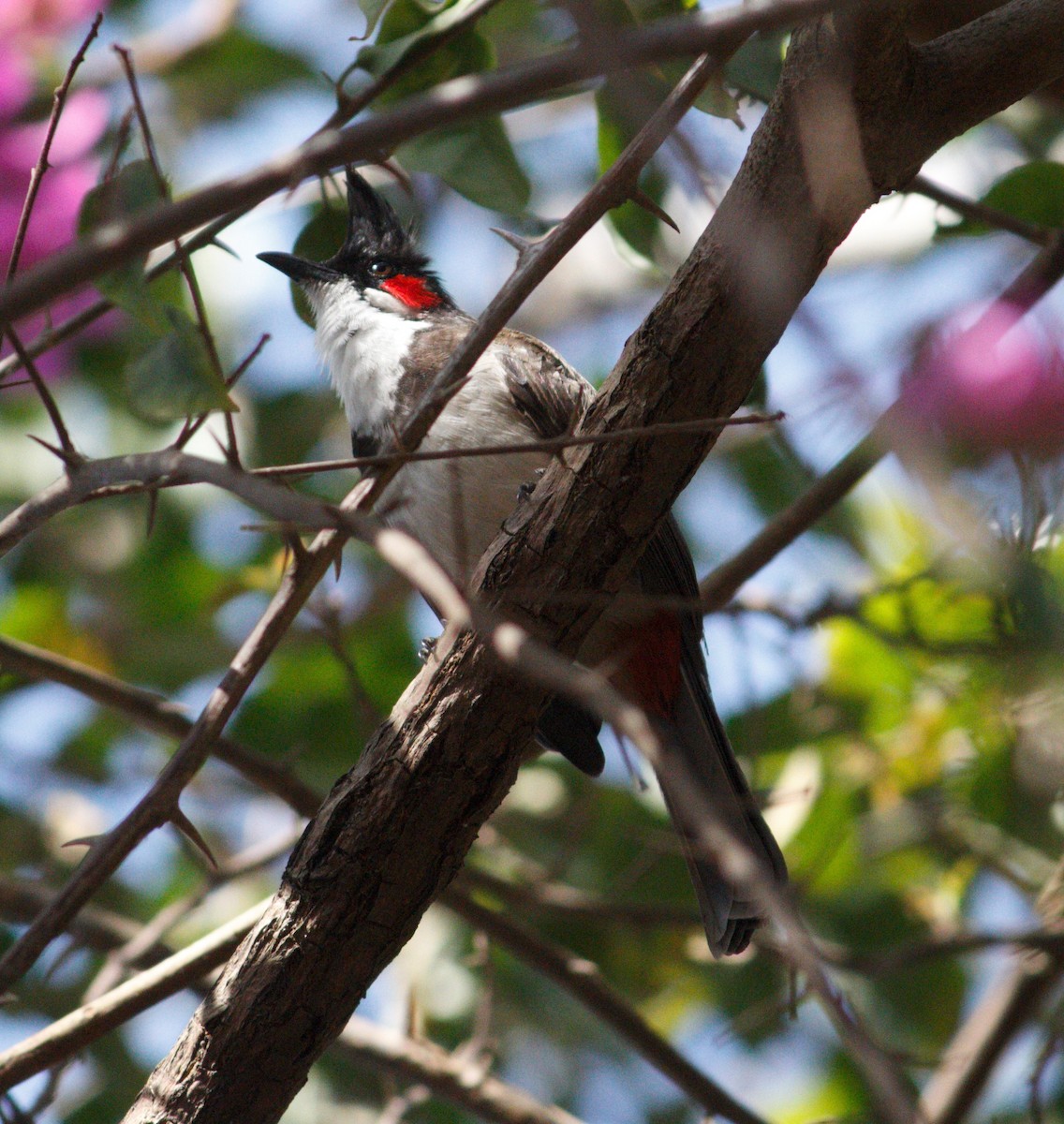 Red-whiskered Bulbul - ML615676062