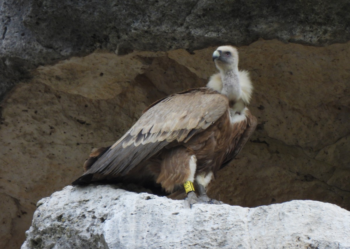 Eurasian Griffon - Alberto Laiz