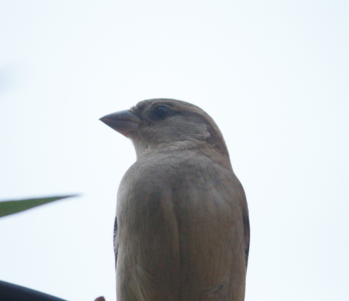 House Sparrow - ML615676081