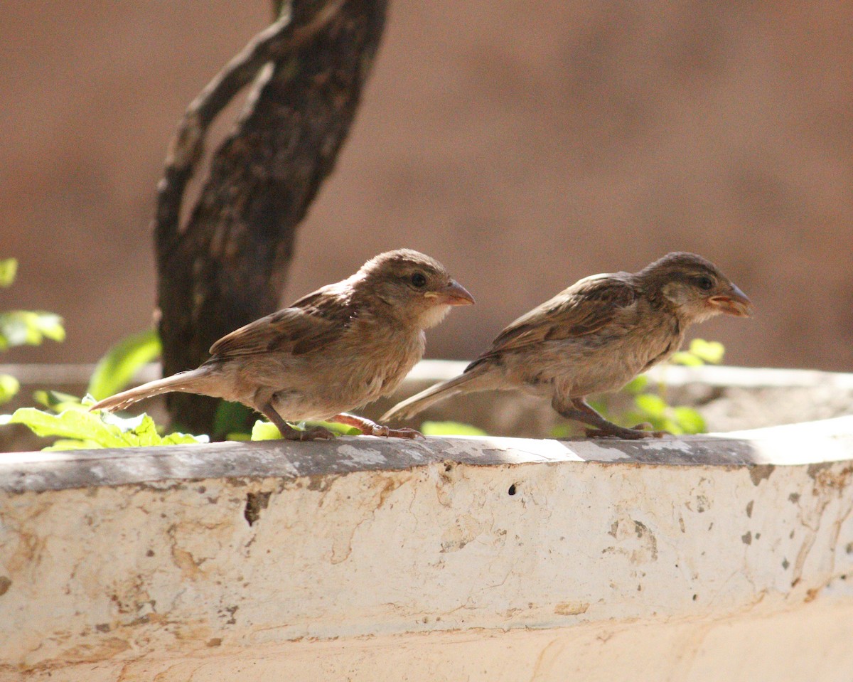 House Sparrow - KUNAPARAJU SHANMUKHA VARMA