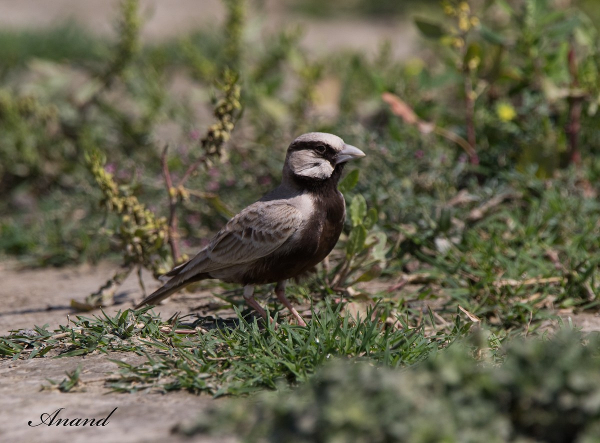 Ashy-crowned Sparrow-Lark - Anand Singh