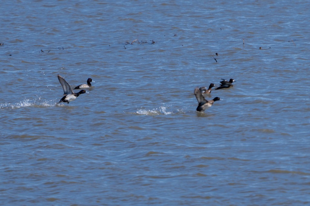 Lesser Scaup - ML615676095