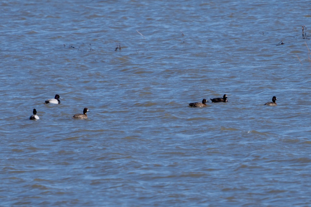 Lesser Scaup - ML615676096