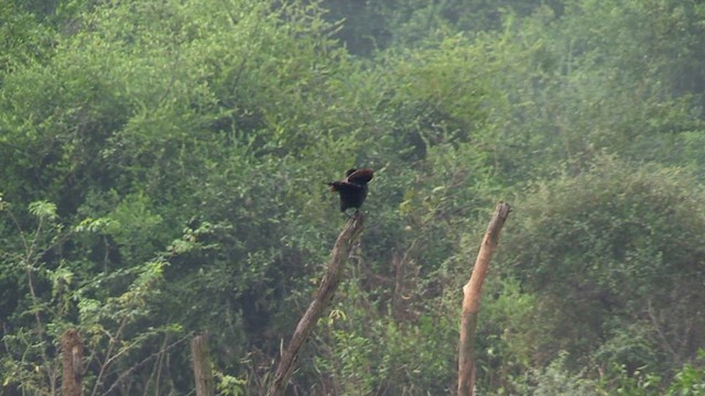 褐翅鴉鵑 - ML615676100