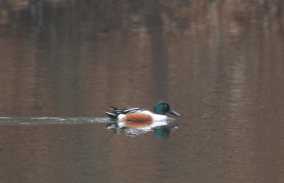 Northern Shoveler - ML615676114