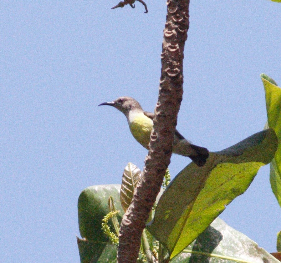 Purple-rumped Sunbird - ML615676130