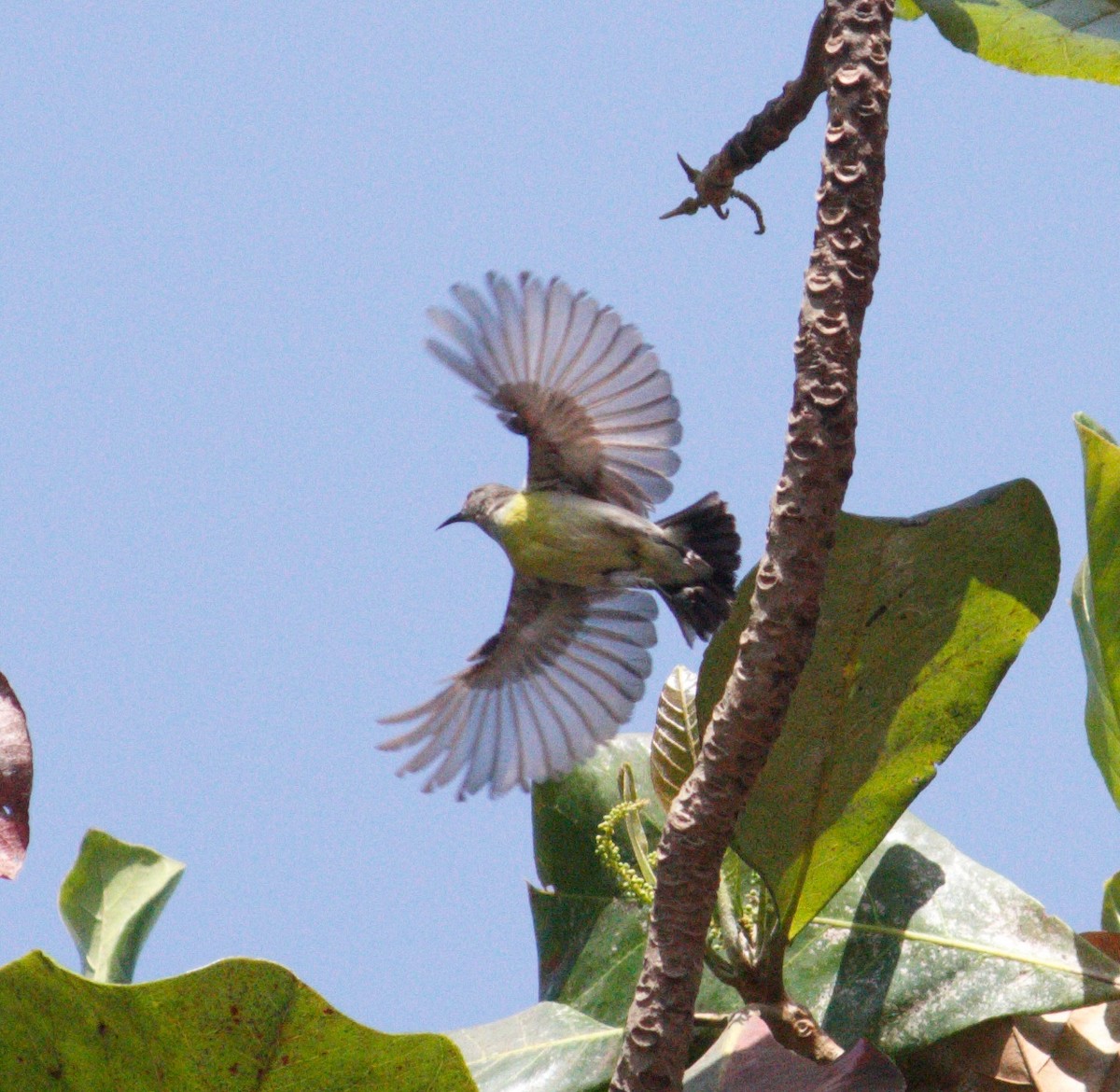 Purple-rumped Sunbird - KUNAPARAJU SHANMUKHA VARMA