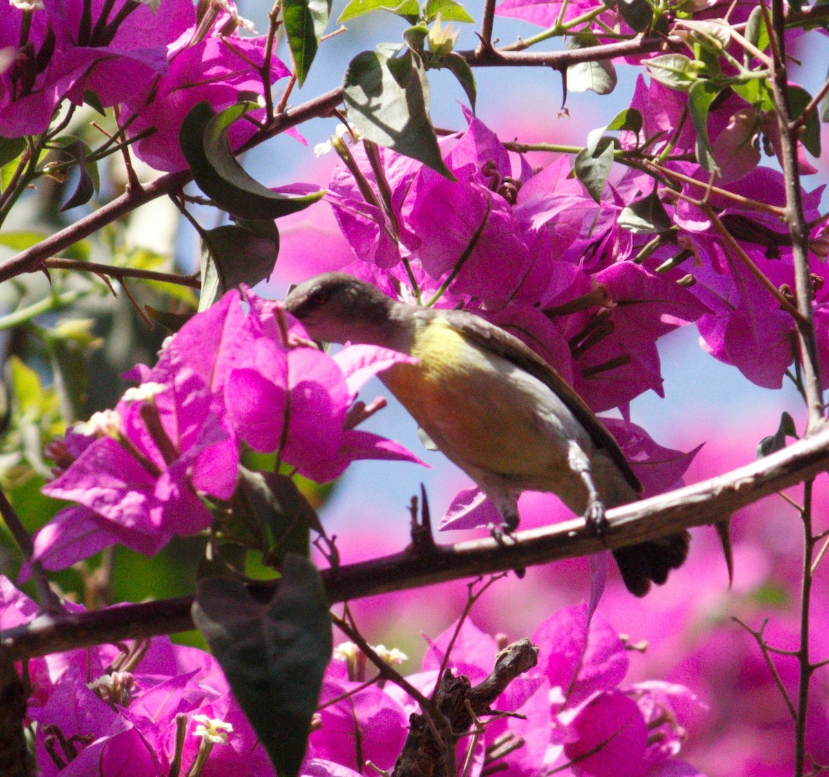 Purple-rumped Sunbird - ML615676132