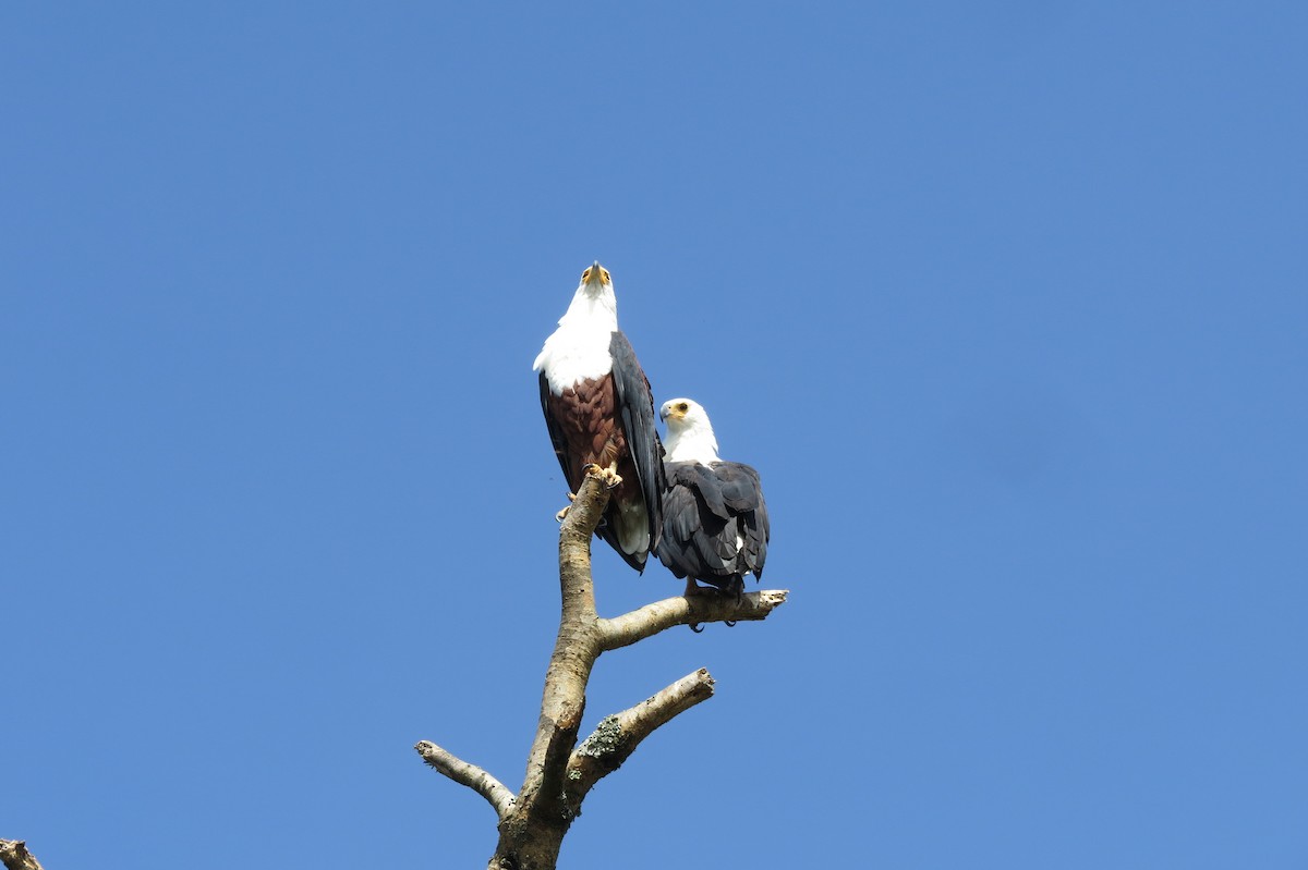 African Fish-Eagle - ML615676160
