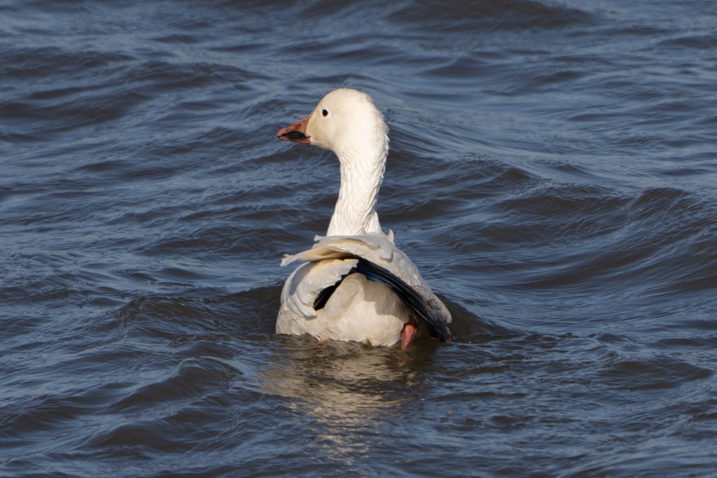 Snow Goose - Phillip Stosberg