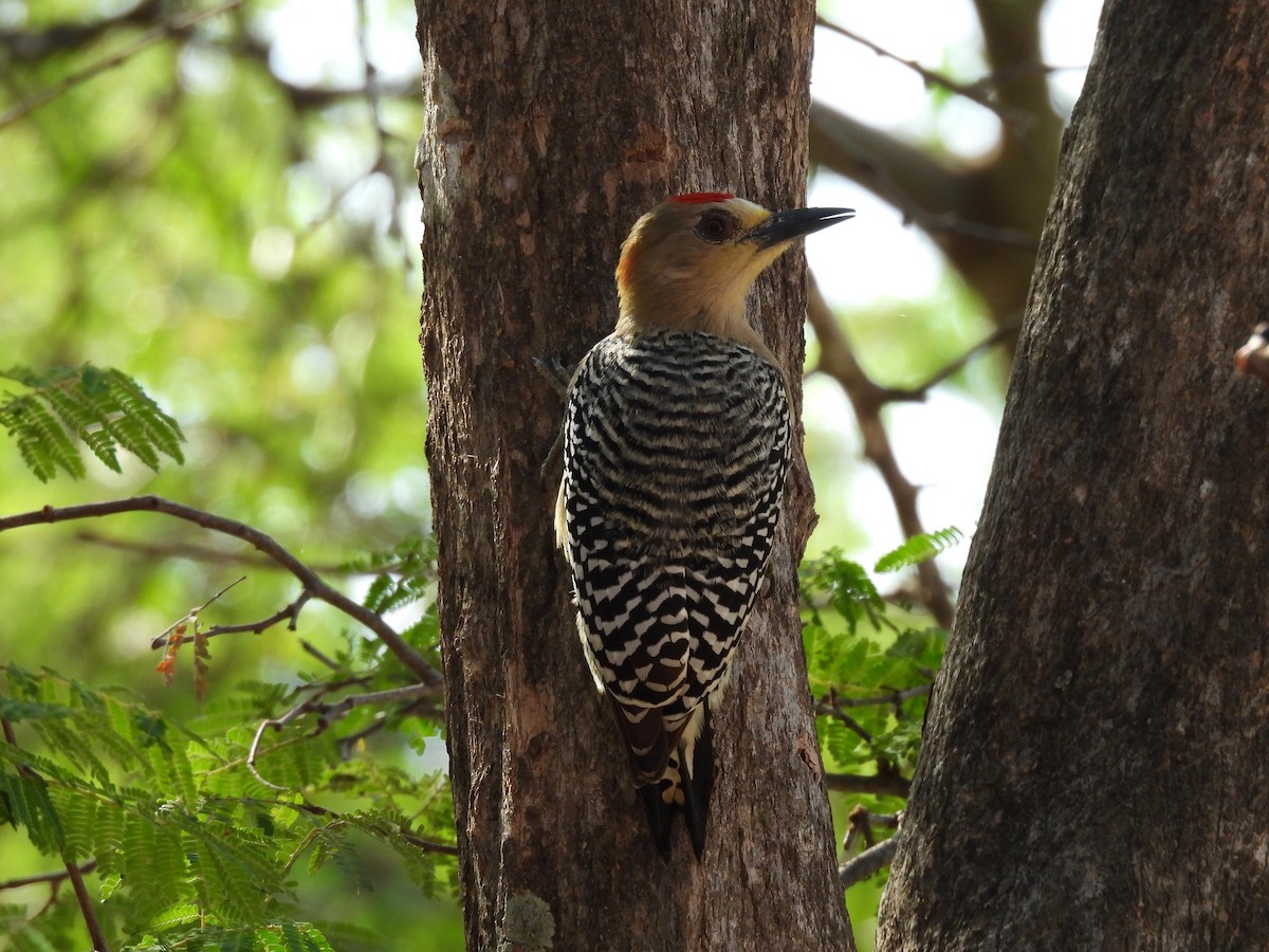 Red-crowned Woodpecker - joe trig
