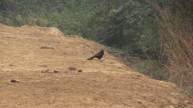 Greater Coucal - ML615676193