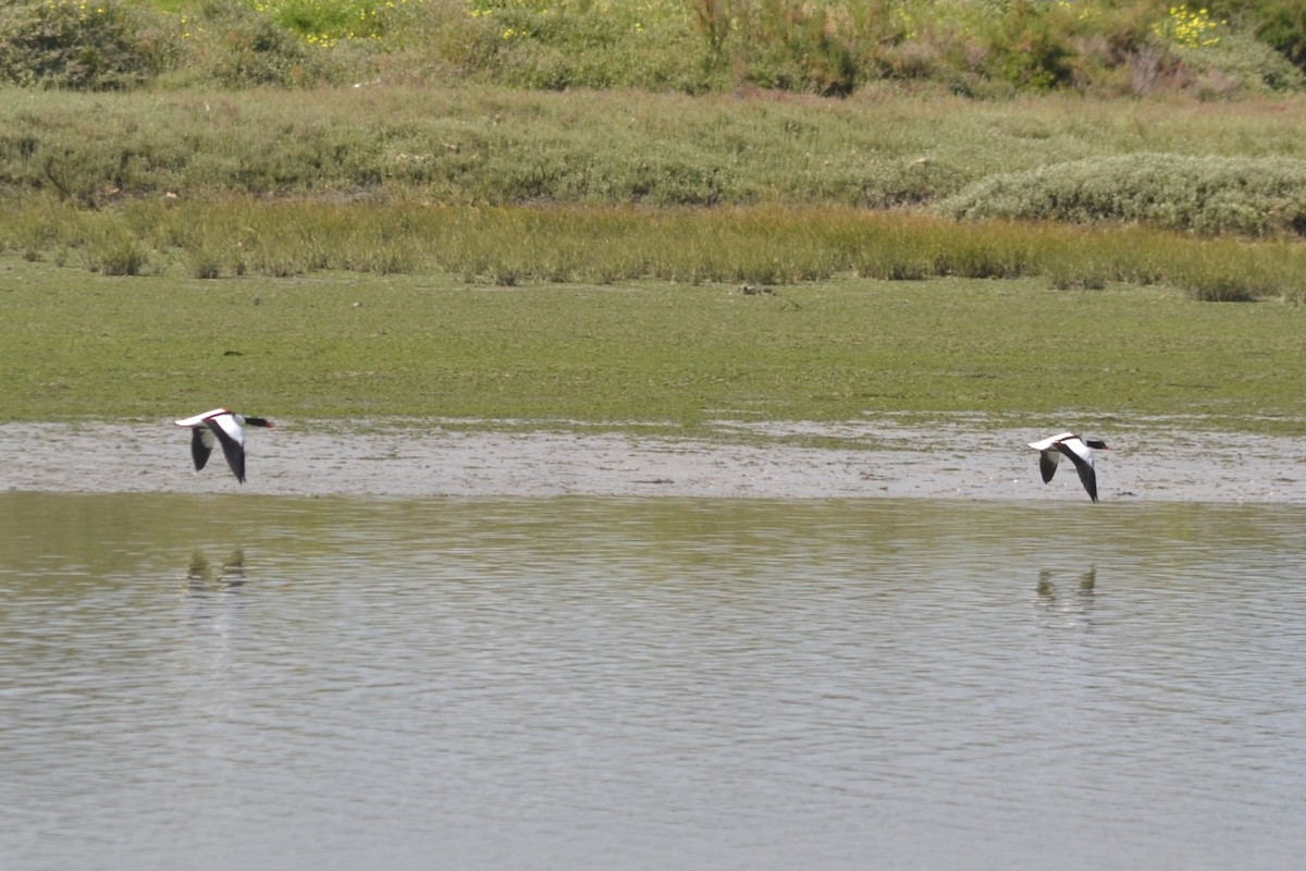 Common Shelduck - Paulo  Roncon