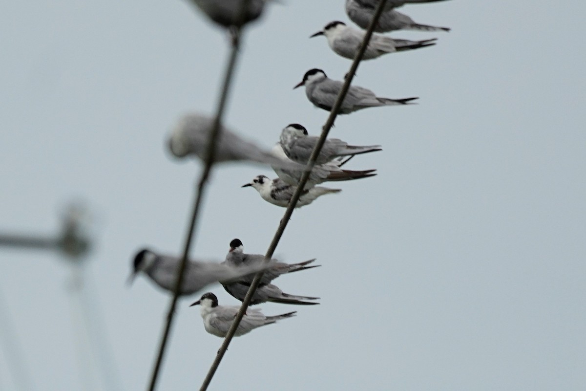 White-winged Tern - ML61567621