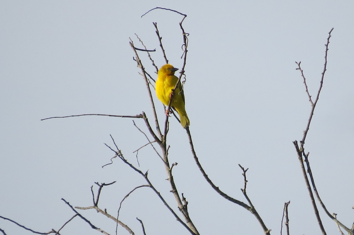 Holub's Golden-Weaver - Mark VAN BOEKEL