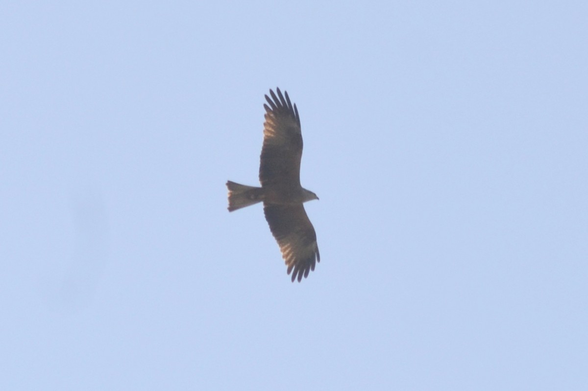 Black Kite - ML615676246