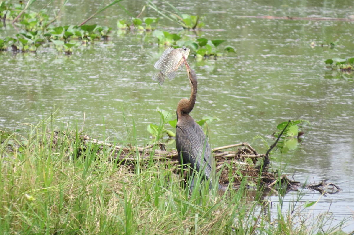 Afrika-Schlangenhalsvogel - ML615676247