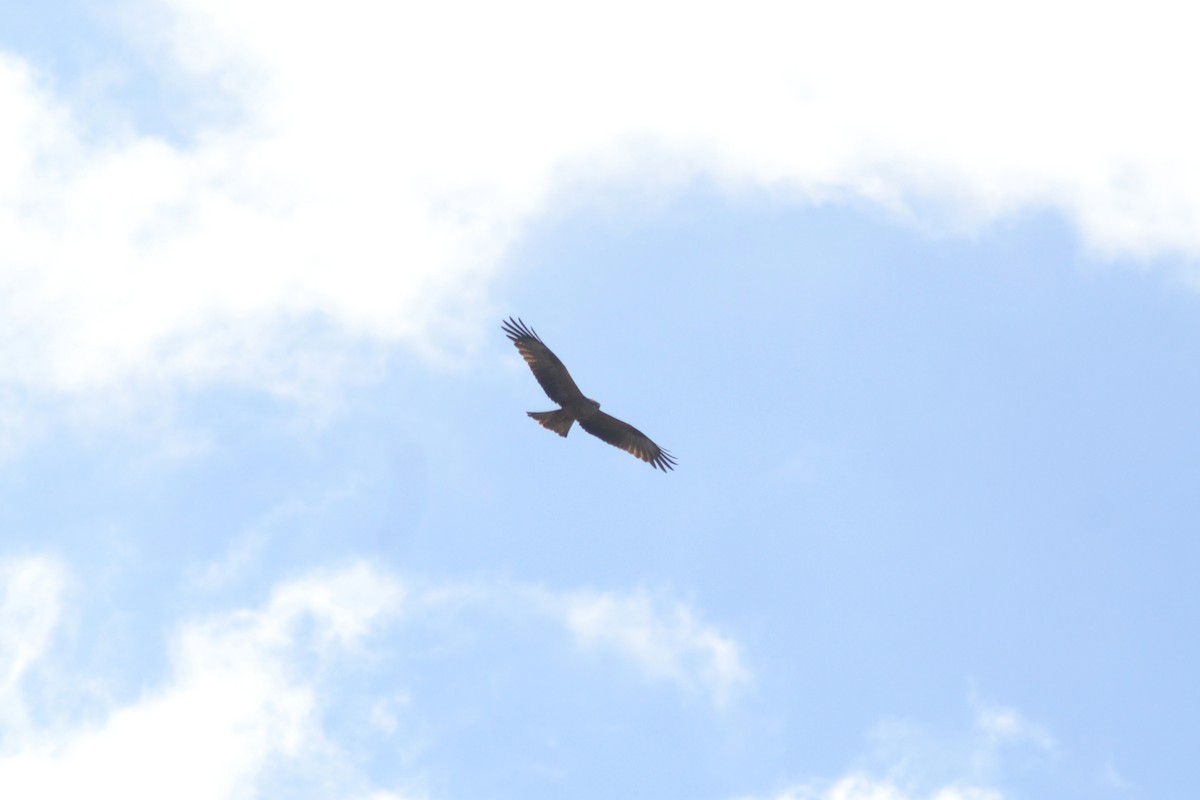 Black Kite - Paulo  Roncon