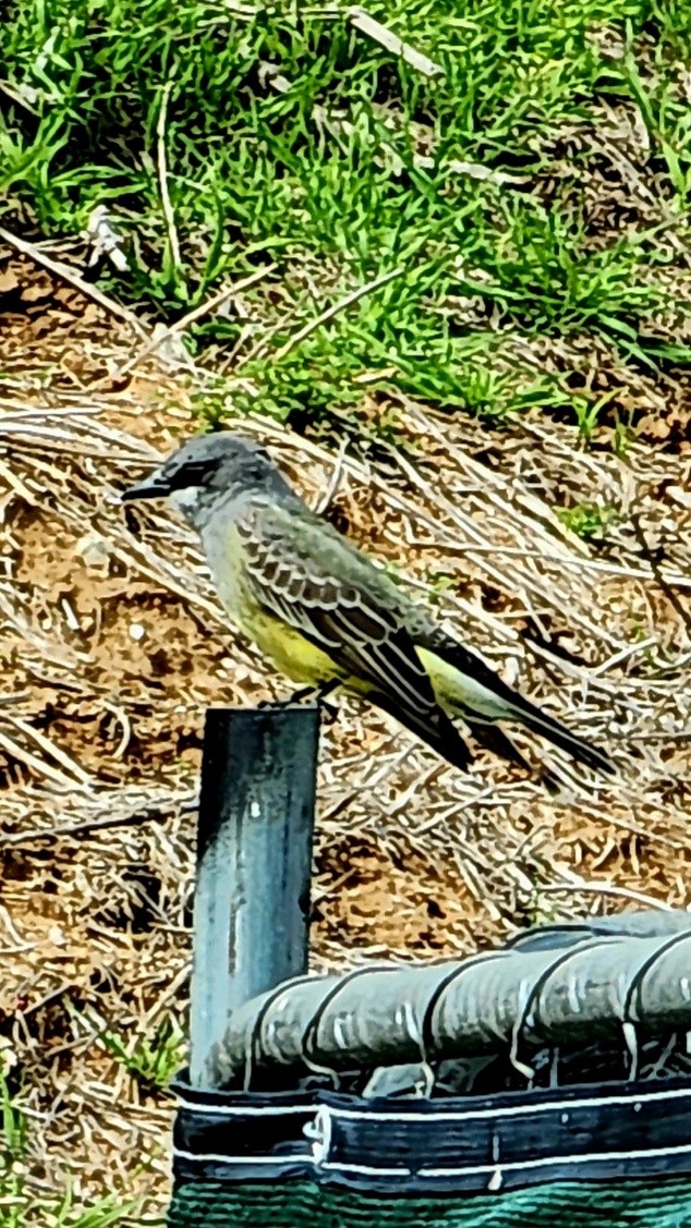 Cassin's Kingbird - Eric Evans