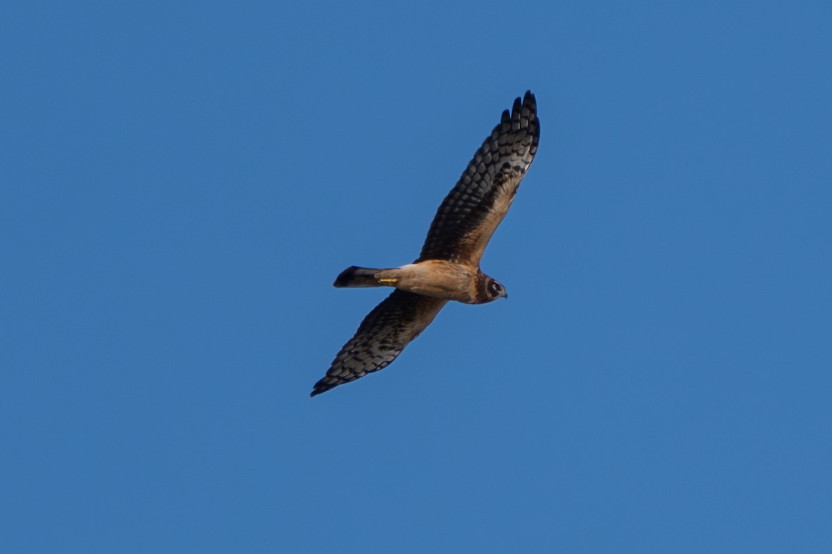 Northern Harrier - ML615676298