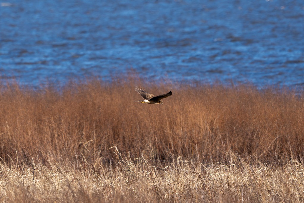 Northern Harrier - Phillip Stosberg