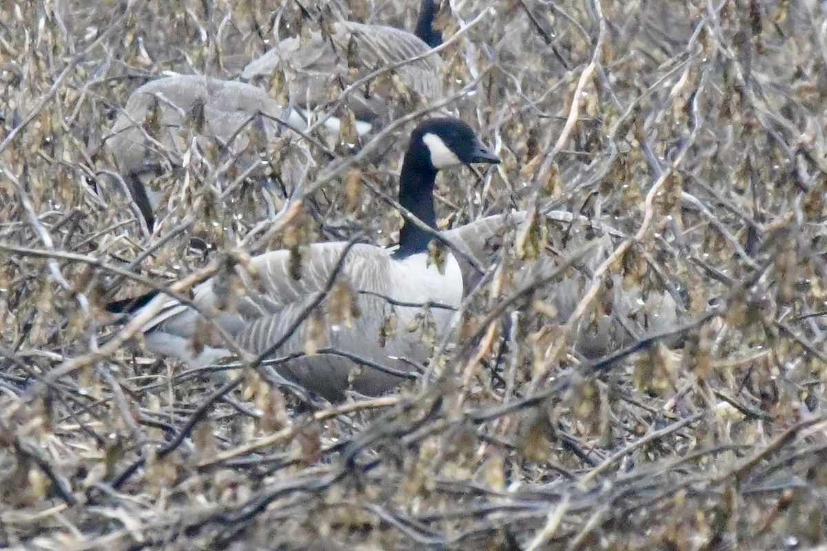 Cackling Goose - Sue Palmer