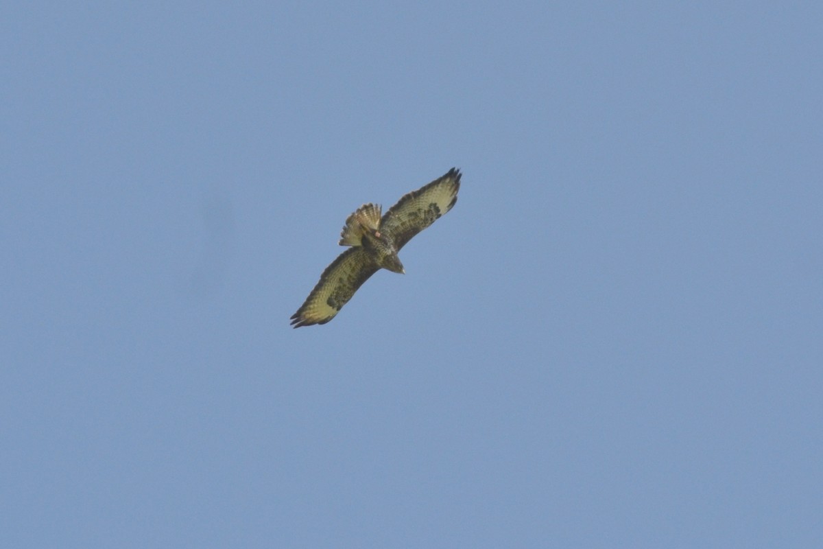 Common Buzzard - ML615676317